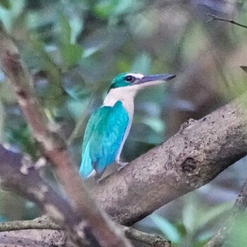 Collared Kingfisher Phra Chedi Klang Nam(Rayong) Wed, 11/24/2021