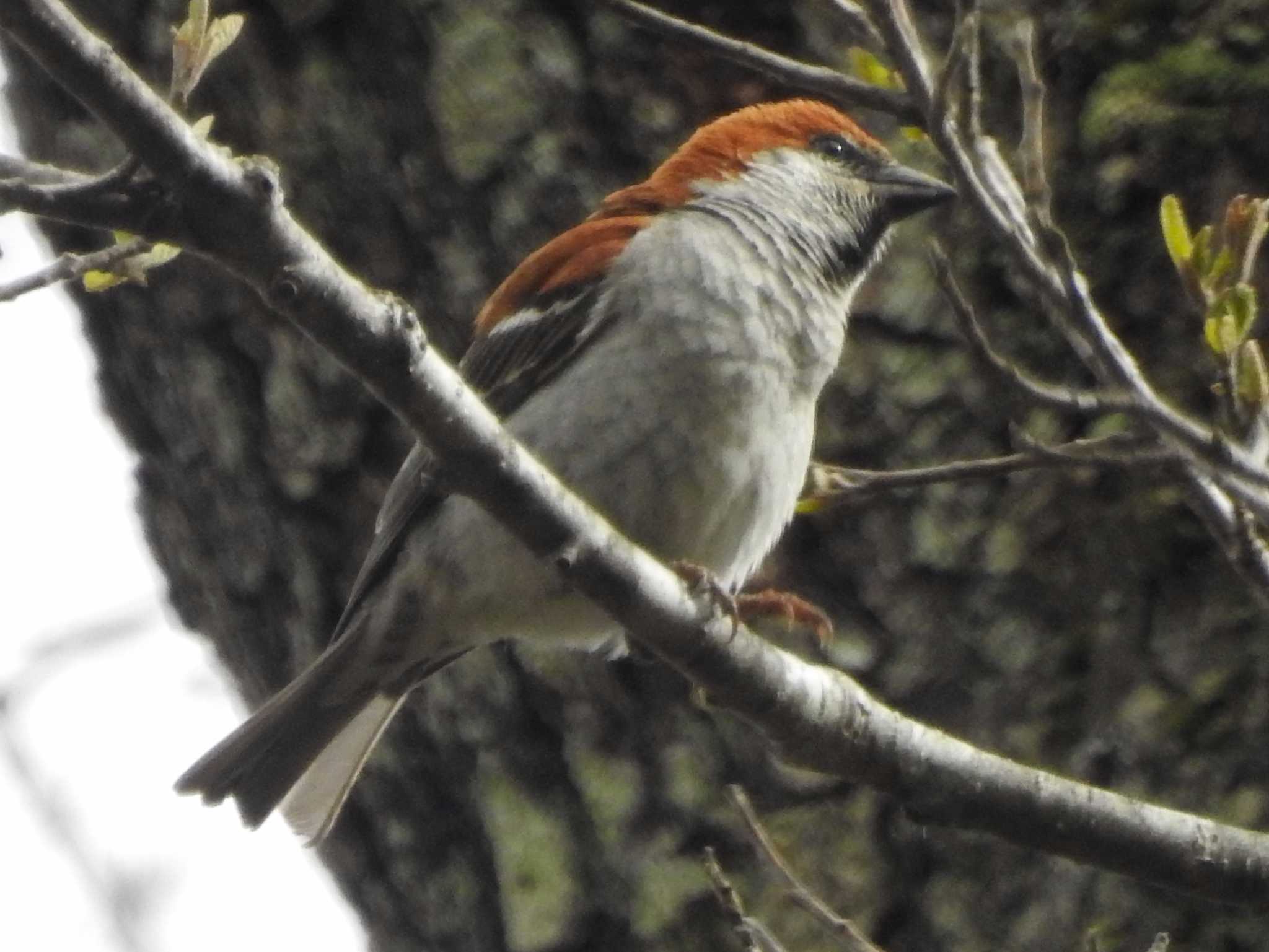 Russet Sparrow