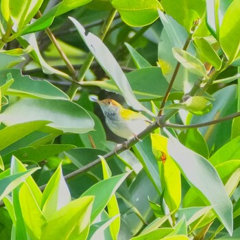 Dark-necked Tailorbird Phra Chedi Klang Nam(Rayong) Wed, 11/24/2021