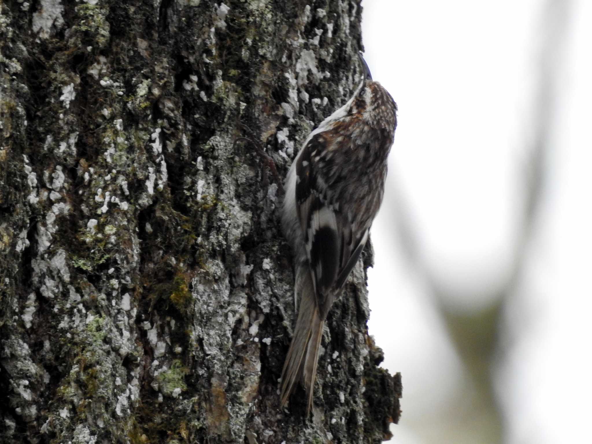 Eurasian Treecreeper