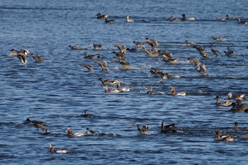 Gadwall 多摩川二ヶ領宿河原堰 Sat, 11/27/2021