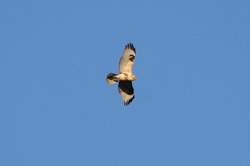 Eastern Buzzard 多摩川二ヶ領宿河原堰 Sat, 11/27/2021