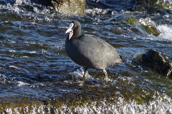 Eurasian Coot 多摩川二ヶ領宿河原堰 Sat, 11/27/2021