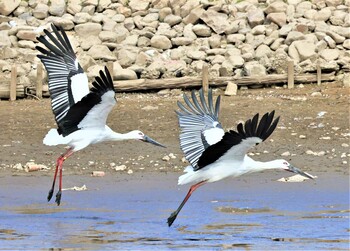 Oriental Stork Unknown Spots Sat, 11/27/2021