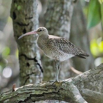 2021年11月24日(水) Pak nam Prasaeの野鳥観察記録