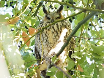 2021年11月27日(土) 寒川町の野鳥観察記録