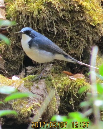 Siberian Blue Robin Karuizawa wild bird forest Sun, 5/7/2017