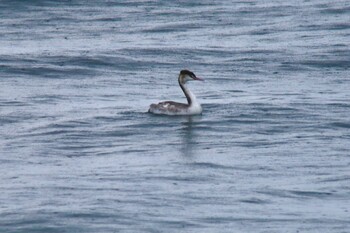 Great Crested Grebe 尾津干拓地(山口県岩国市) Sat, 11/27/2021