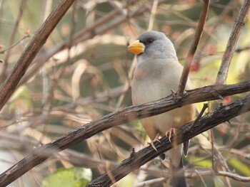 Sat, 11/27/2021 Birding report at Chaoyang Park(Beijing)