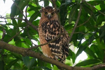 2021年11月27日(土) Hampsted Wetlands Parkの野鳥観察記録