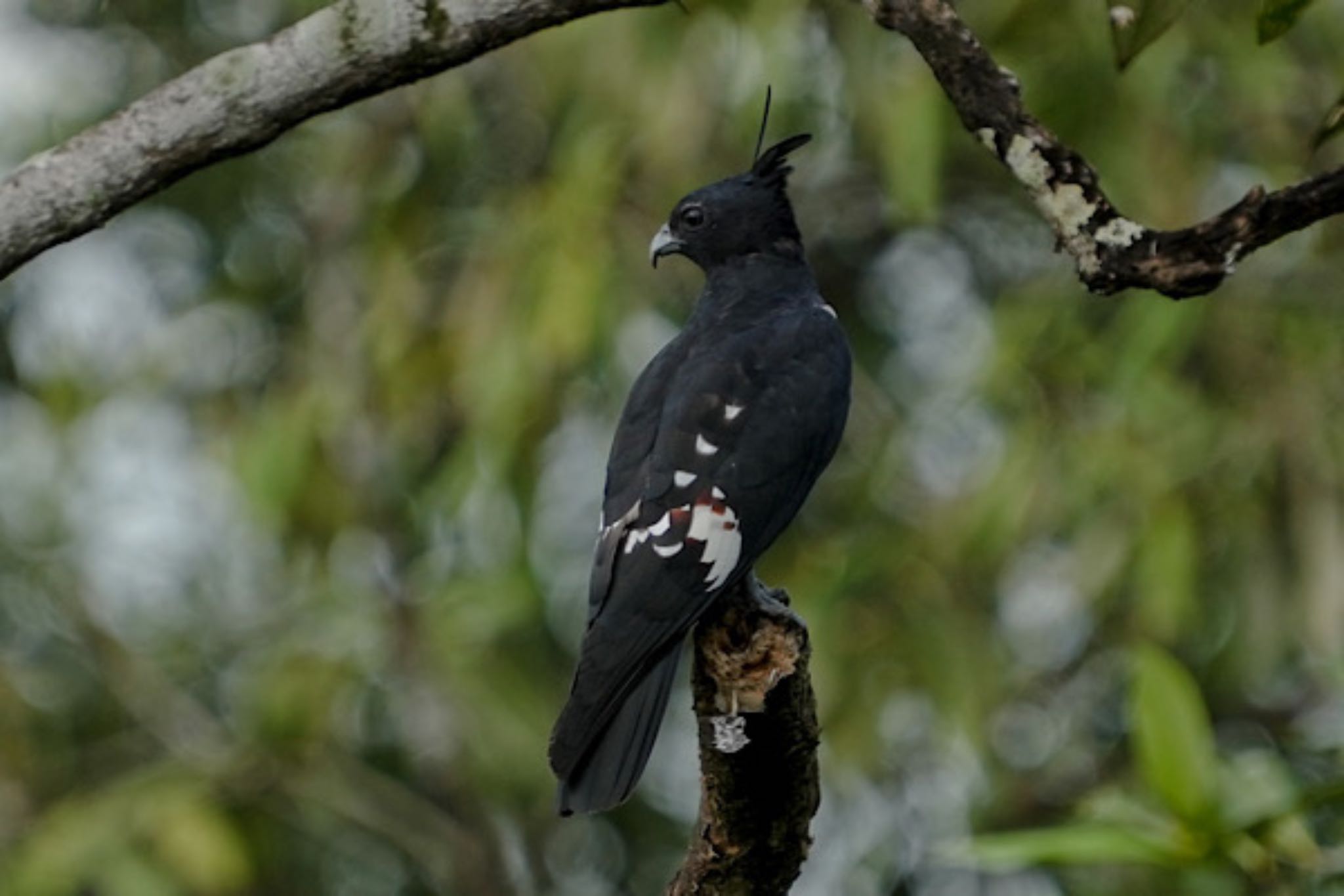 Black Baza