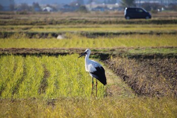 コウノトリ 兵庫県豊岡市 2019年11月15日(金)