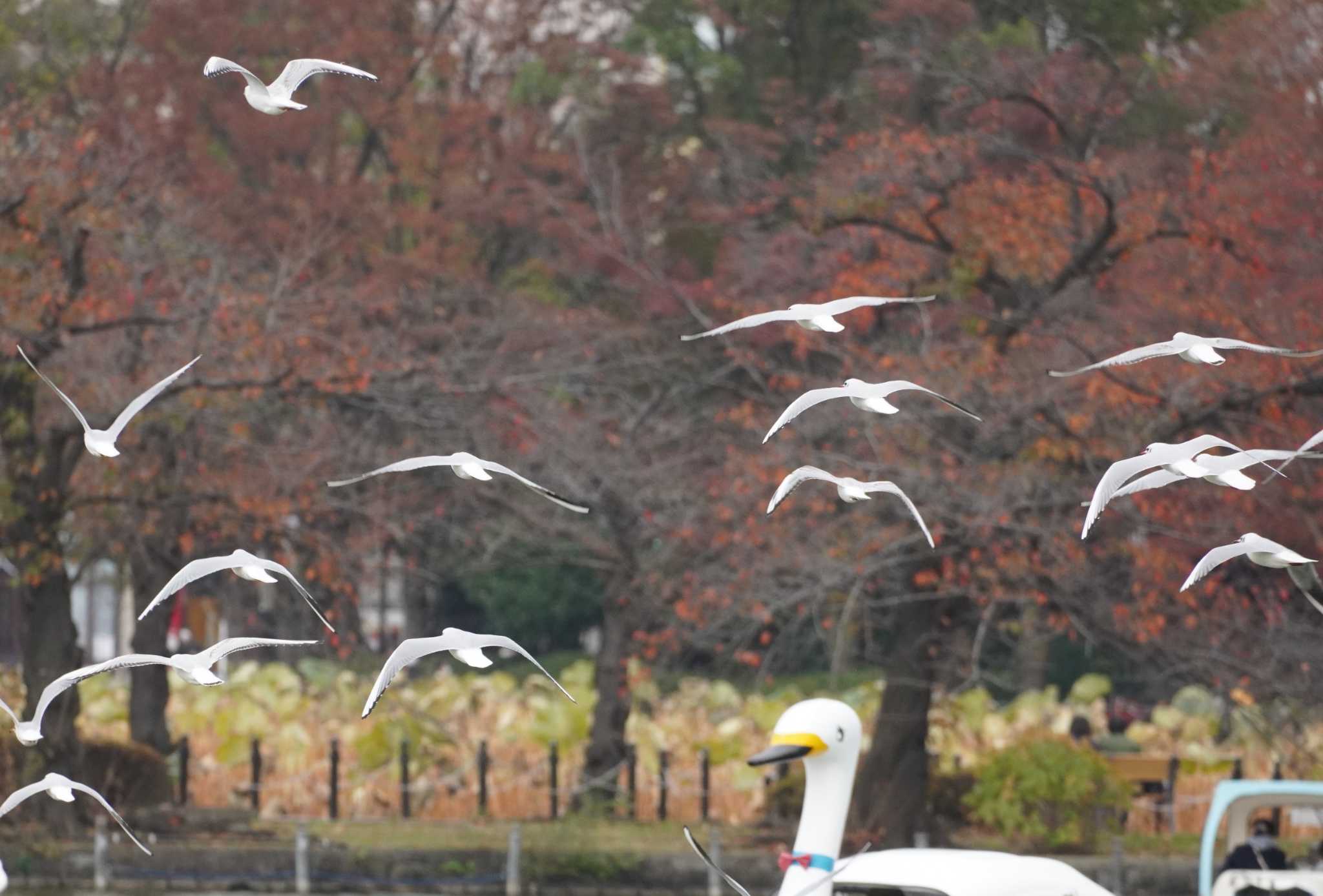 不忍池(上野恩賜公園) ユリカモメの写真 by たっちゃんち