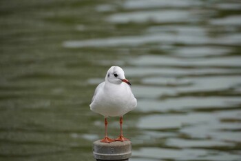 2021年11月21日(日) 不忍池(上野恩賜公園)の野鳥観察記録