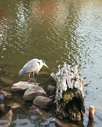 Grey Heron 猿沢池 Wed, 11/24/2021