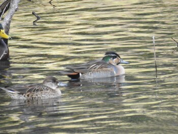 2021年11月27日(土) 座間谷戸山公園の野鳥観察記録