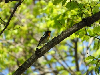 キビタキ 鳥沼公園 2017年5月18日(木)