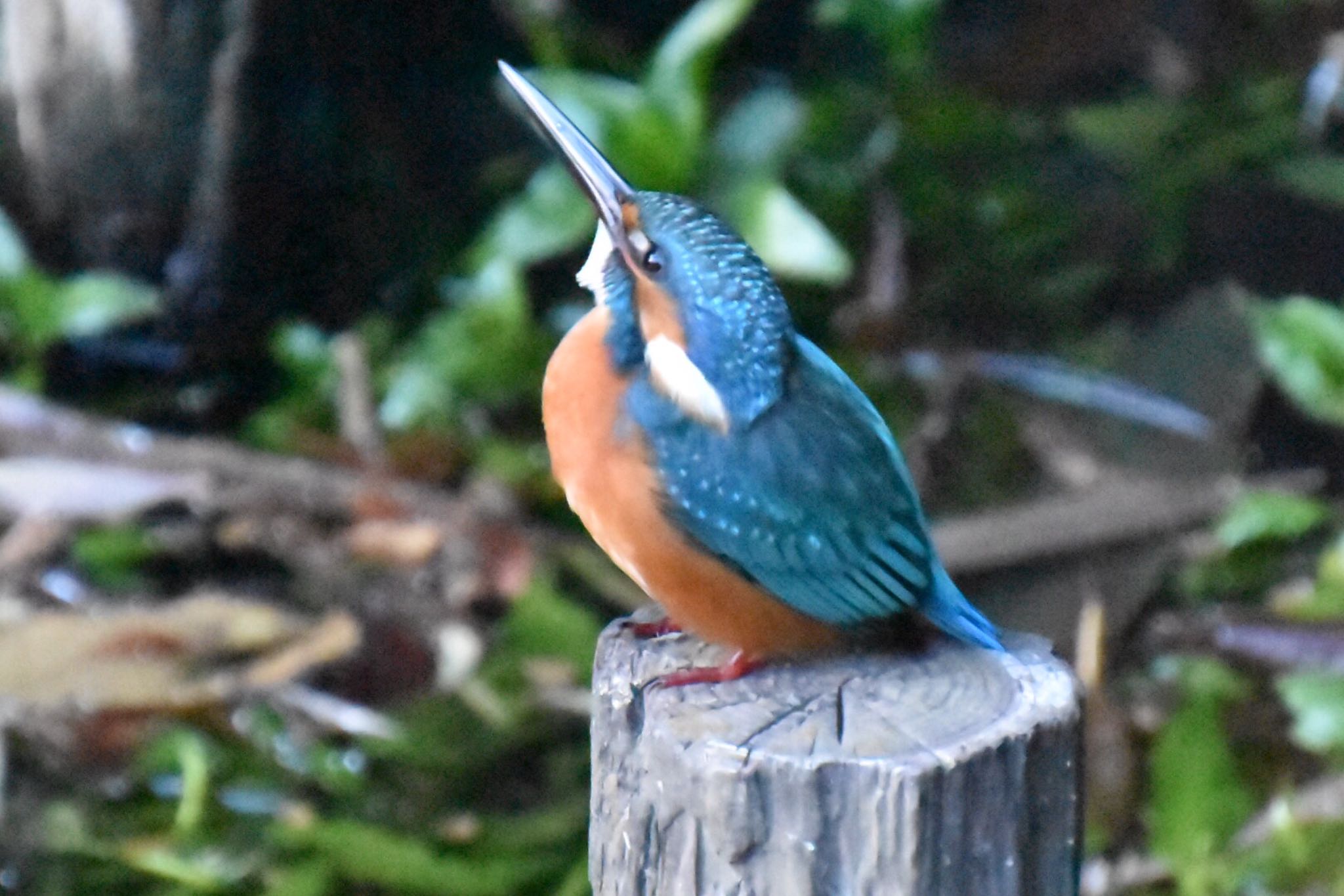 Photo of Common Kingfisher at 練馬区 by 遼太