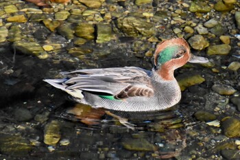 2021年11月27日(土) 練馬区の野鳥観察記録