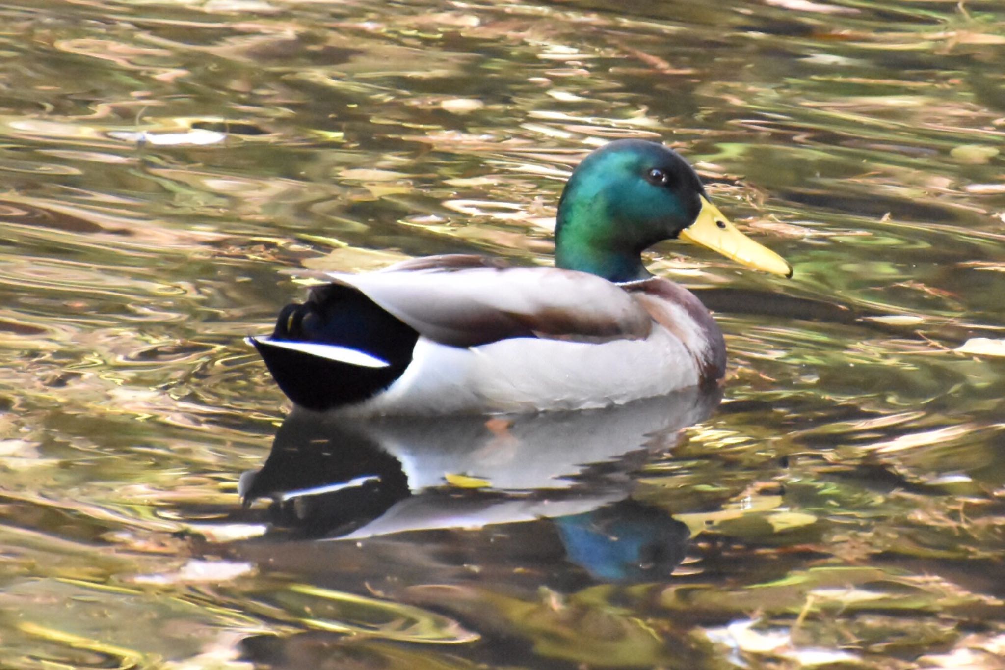 武蔵関公園(練馬区) マガモの写真 by 遼太