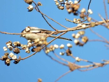 エナガ 静岡県森林公園 2021年11月27日(土)