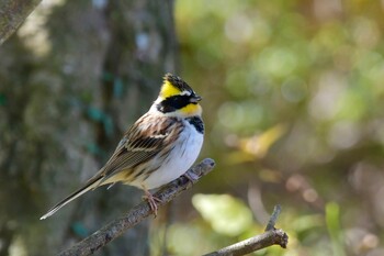 Yellow-throated Bunting 油山市民の森 Sat, 11/27/2021