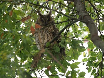 Sat, 11/27/2021 Birding report at 中里公園(寒川町)