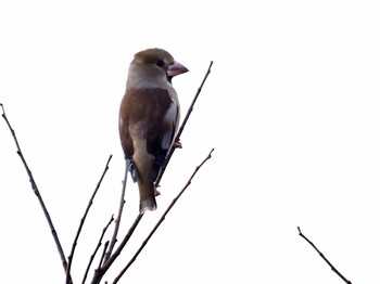 2021年11月25日(木) 岡崎市矢作川の野鳥観察記録