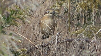 2021年11月27日(土) 三滝川の野鳥観察記録