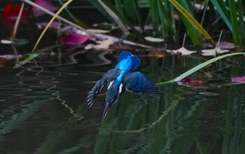 カワセミ 千里南公園 2021年11月27日(土)