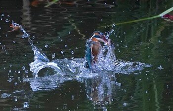 2021年11月27日(土) 千里南公園の野鳥観察記録