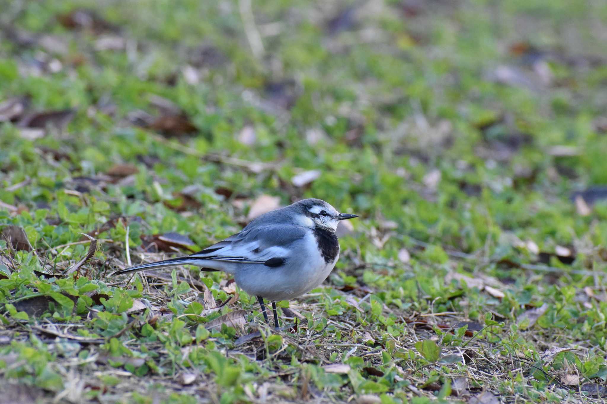 White Wagtail