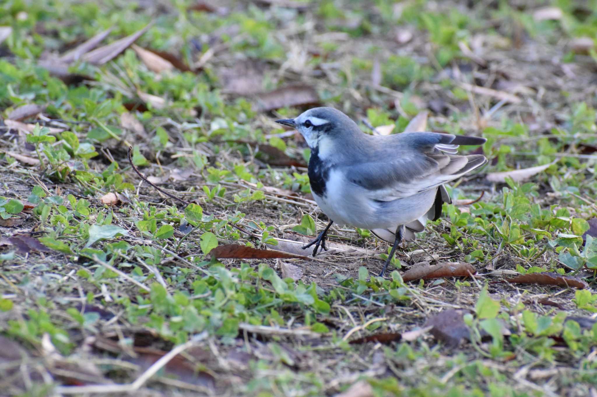 White Wagtail