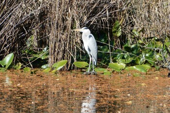 アオサギ 都立浮間公園 2021年11月27日(土)