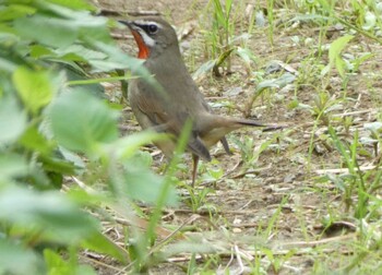 Siberian Rubythroat Yoron Island Sat, 11/27/2021