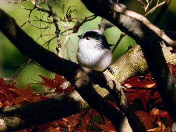 2021年11月27日(土) 石神井公園の野鳥観察記録