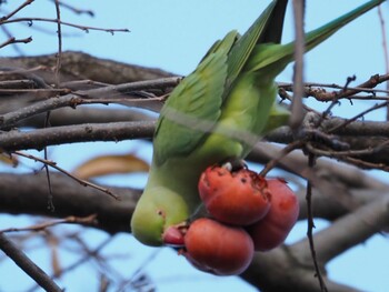 ワカケホンセイインコ 練馬区 2021年11月27日(土)