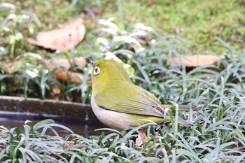 Warbling White-eye Osaka castle park Sat, 11/27/2021