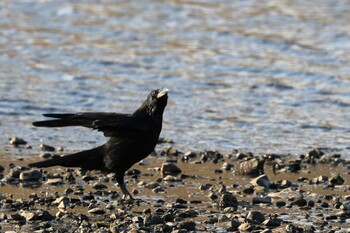 Carrion Crow 猪名川 Sat, 11/27/2021