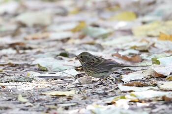 Masked Bunting Osaka castle park Sat, 11/27/2021