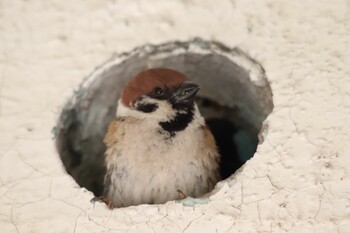 スズメ 観音崎公園 2020年4月4日(土)