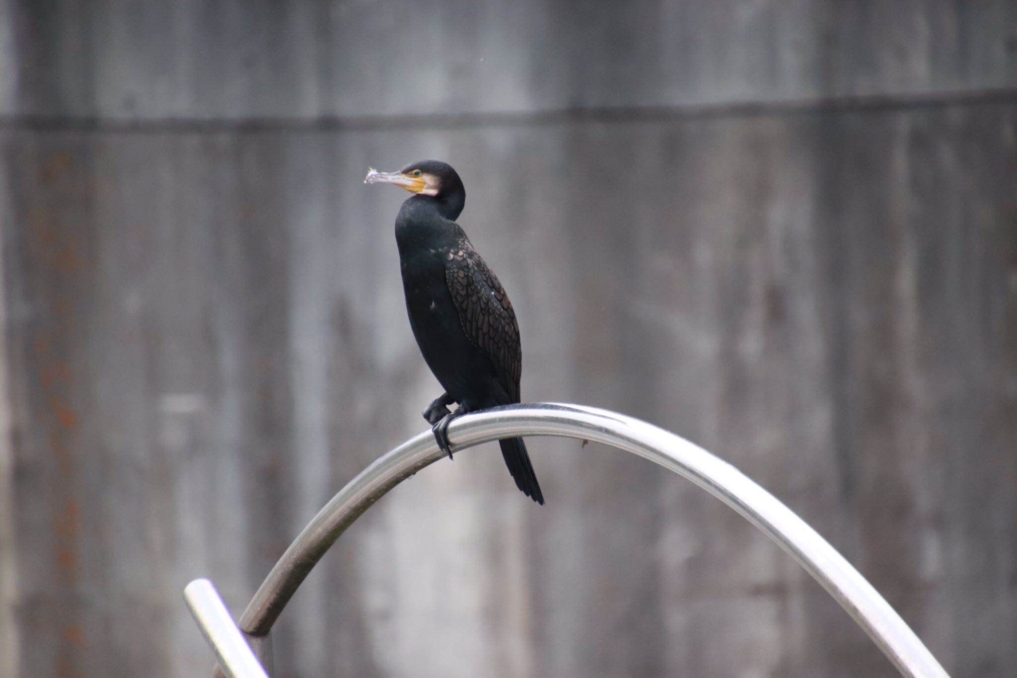 神奈川県旭区 カワウの写真 by saichie91