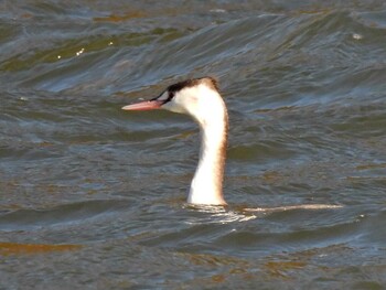 Great Crested Grebe 苧ヶ瀬池 Sat, 11/27/2021