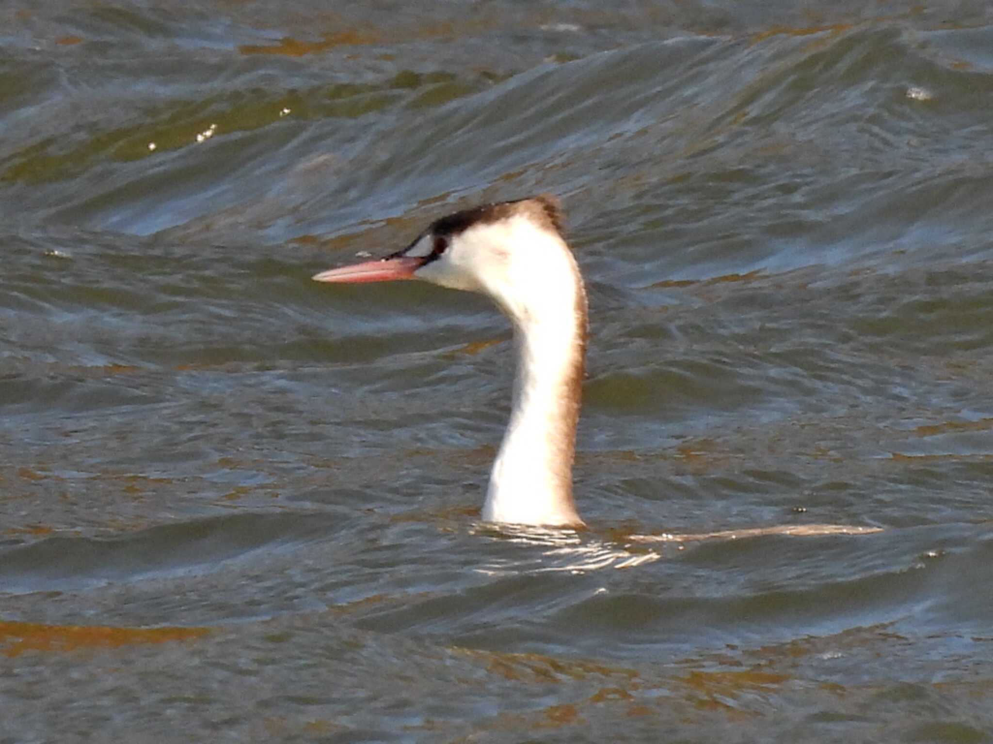 Photo of Great Crested Grebe at 苧ヶ瀬池 by 寅次郎