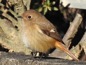 Daurian Redstart 苧ヶ瀬池 Sat, 11/27/2021