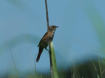 Marsh Grassbird Tonegawa Kojurin Park Sun, 6/16/2019