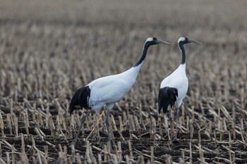 2021年11月21日(日) 豊頃町の野鳥観察記録