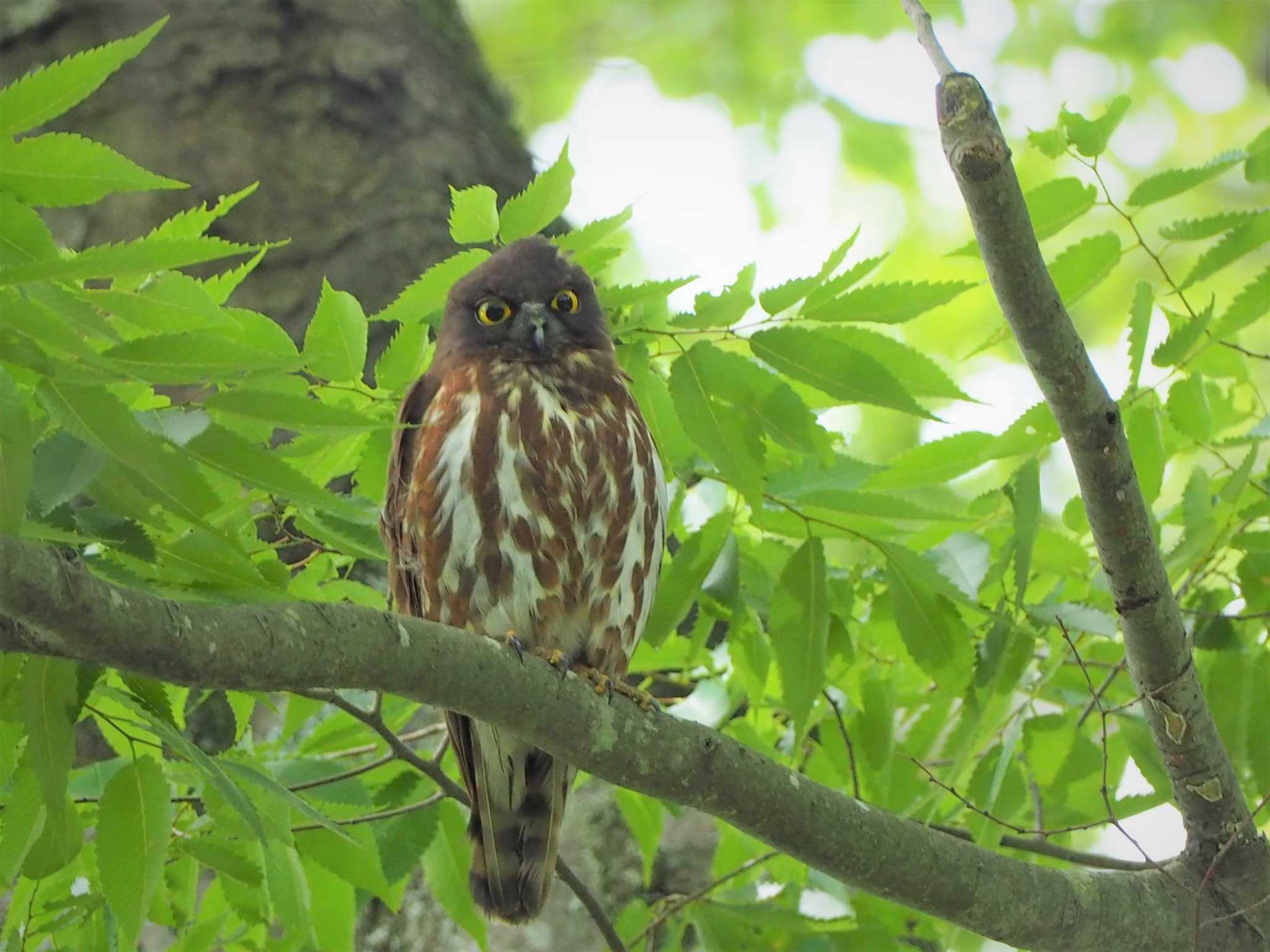 千葉県 アオバズクの写真 by ハイウェーブ