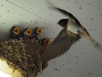 Barn Swallow Tonegawa Kojurin Park Sun, 6/16/2019