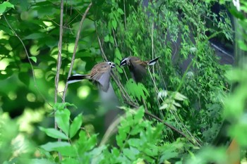 ホオジロ 早戸川林道 2017年5月19日(金)